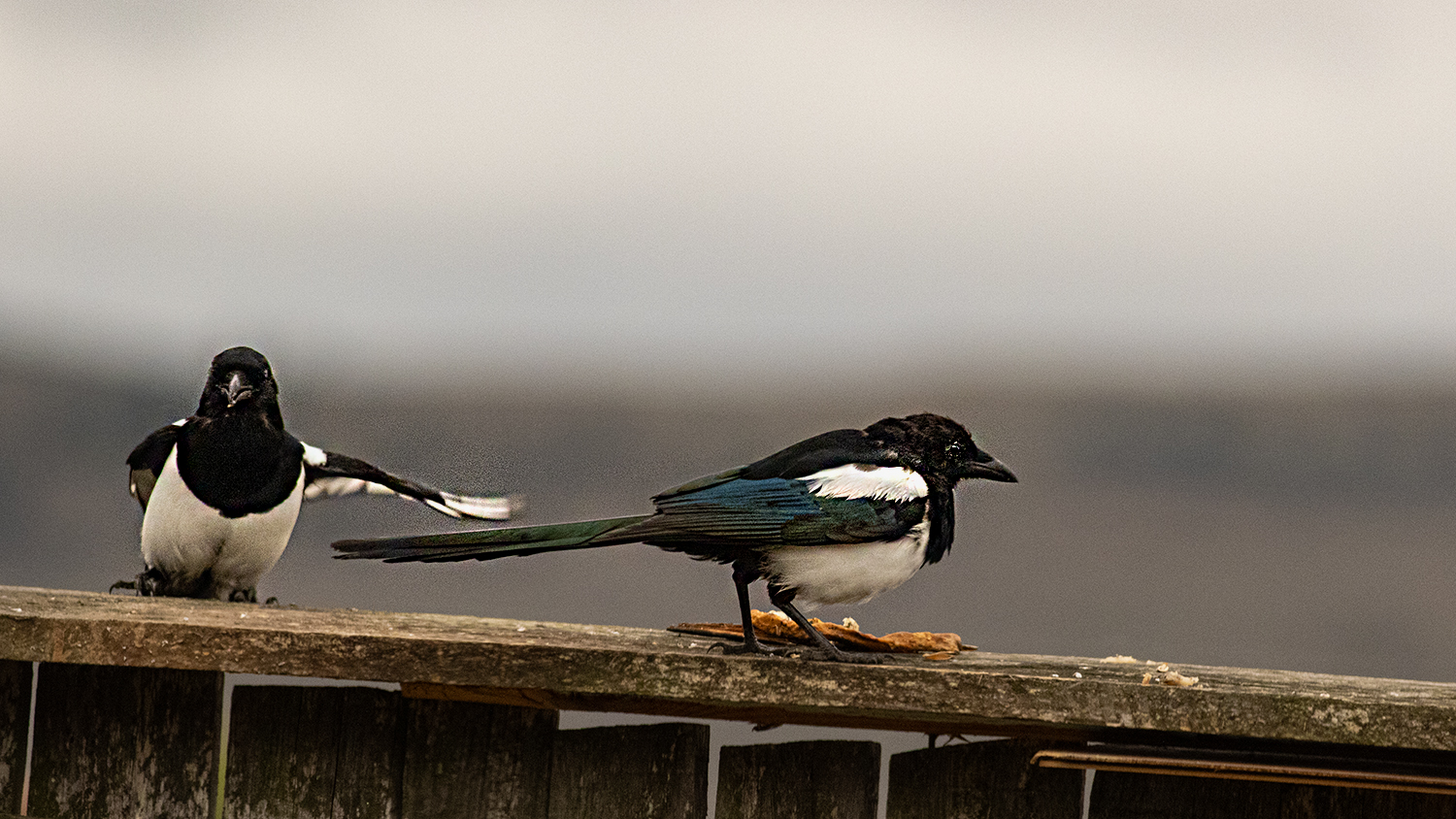 Eurasian Magpie